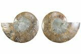 Cut & Polished Ammonite Fossil - Madagascar #364769-1